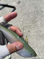 Image of Atlantic Thread Herring