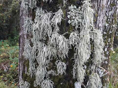 Image of cartilage lichen