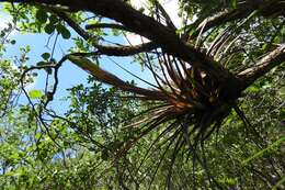 Image of Tillandsia rhomboidea André