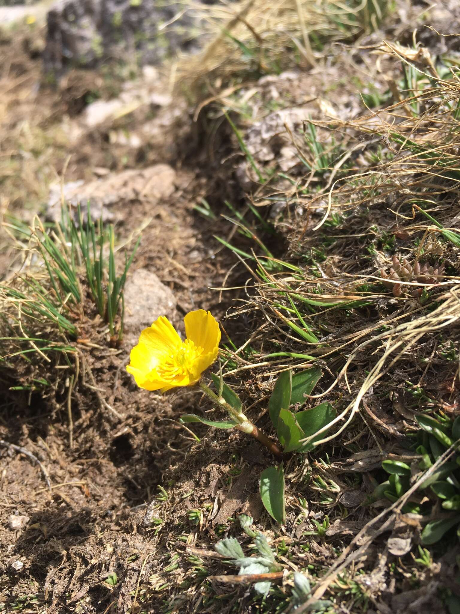 Image of Rocky Mountain Buttercup