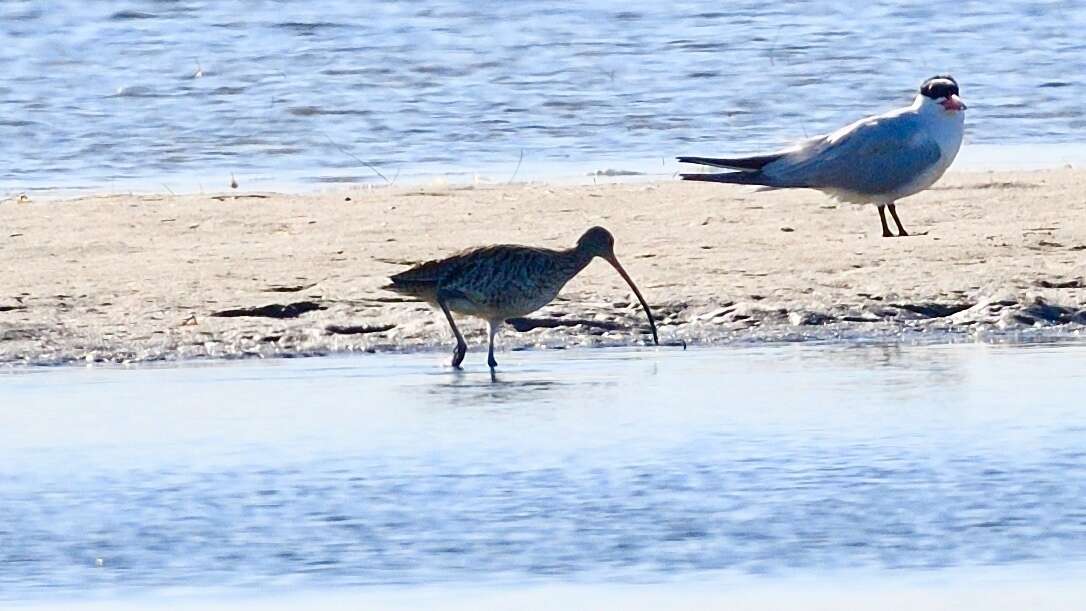 Image of Eastern Curlew