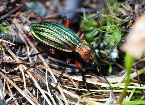 Carabus (Chrysocarabus) auronitens intercostatus Gredler 1854 resmi