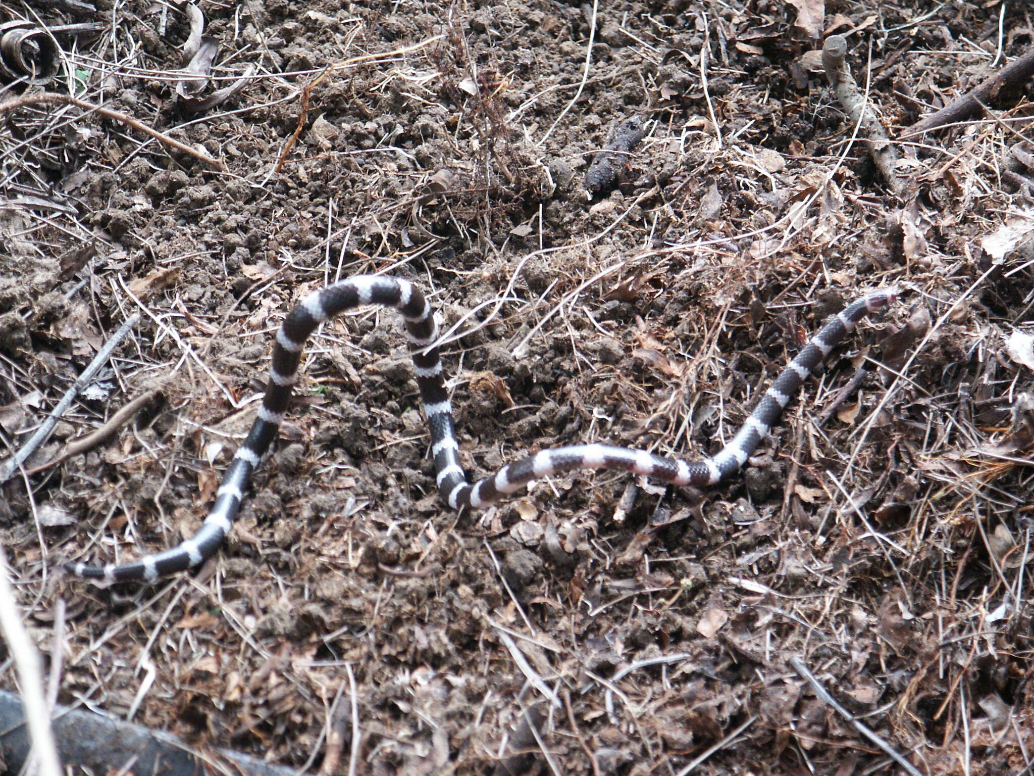 Image of Vermicella Gray ex Günther 1858