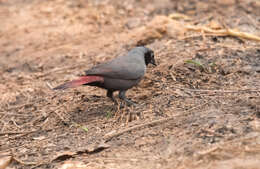 Image of Black-faced Firefinch