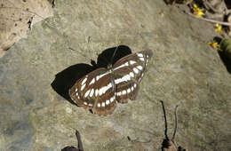 Image de Neptis hylas luculenta Fruhstorfer 1907