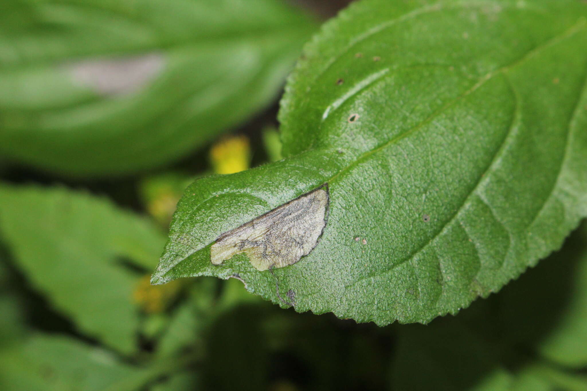 Image of Stigmella rhamnicola (Braun 1916) Newton et al. 1982