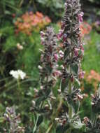 Слика од Stachys heraclea All.