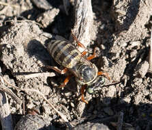 Triepeolus balteatus Cockerell 1921 resmi