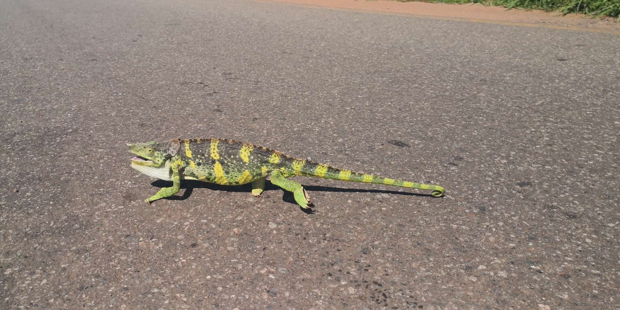 Image of Giant One-Horned Chameleon