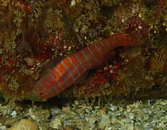 Image of Zebra goby