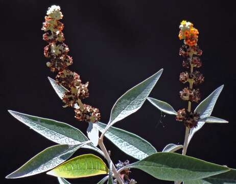 Sivun Buddleja tucumanensis Griseb. kuva