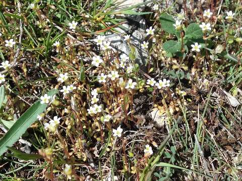 Image of Wedge-Leaf Saxifrage