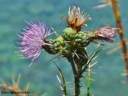 Plancia ëd Cirsium creticum subsp. creticum