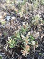 Image of alyssumleaf phlox