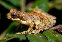 Image de Dendropsophus microps (Peters 1872)