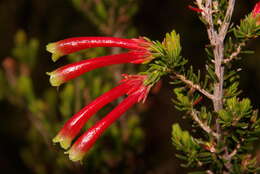 Image of Ever-flowering heath