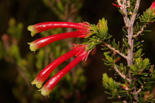 Image de Erica discolor Andr.