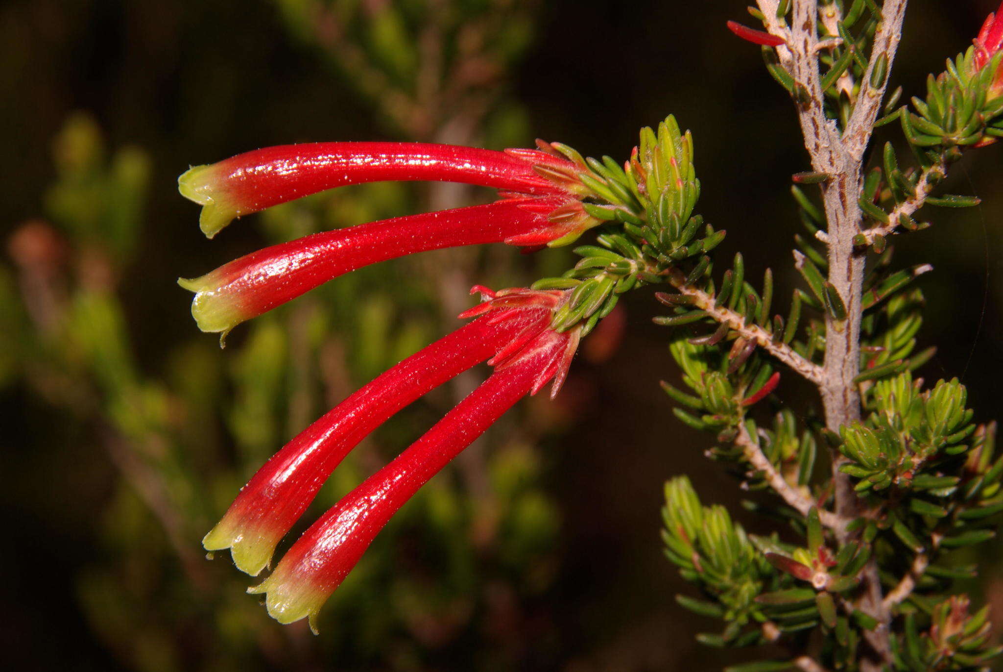 Image of Ever-flowering heath