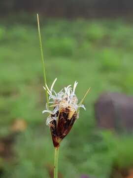 Image of Bulbostylis schoenoides (Kunth) C. B. Clarke