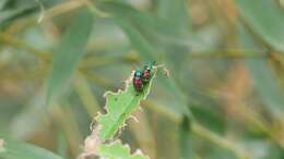 Image of <i>Platycorynus sauteri</i>