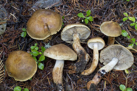 Image de Tricholoma aurantio-olivaceum A. H. Sm. 1944