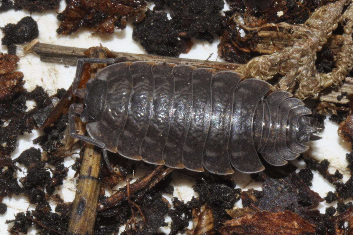 Image of Porcellio montanus Budde-Lund 1885