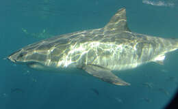 Carcharodon resmi