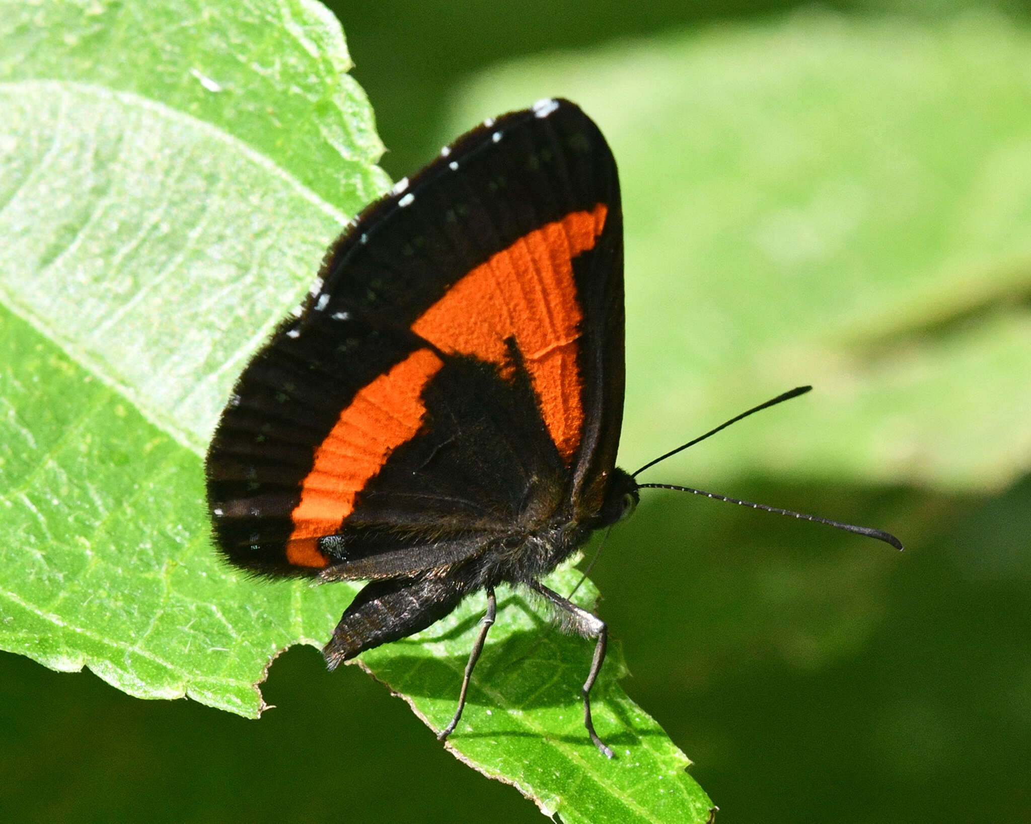 Image of Crocozona coecias Hewitson 1866