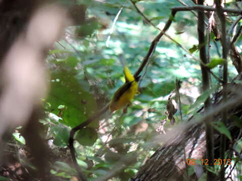 Image of Wilson's Warbler