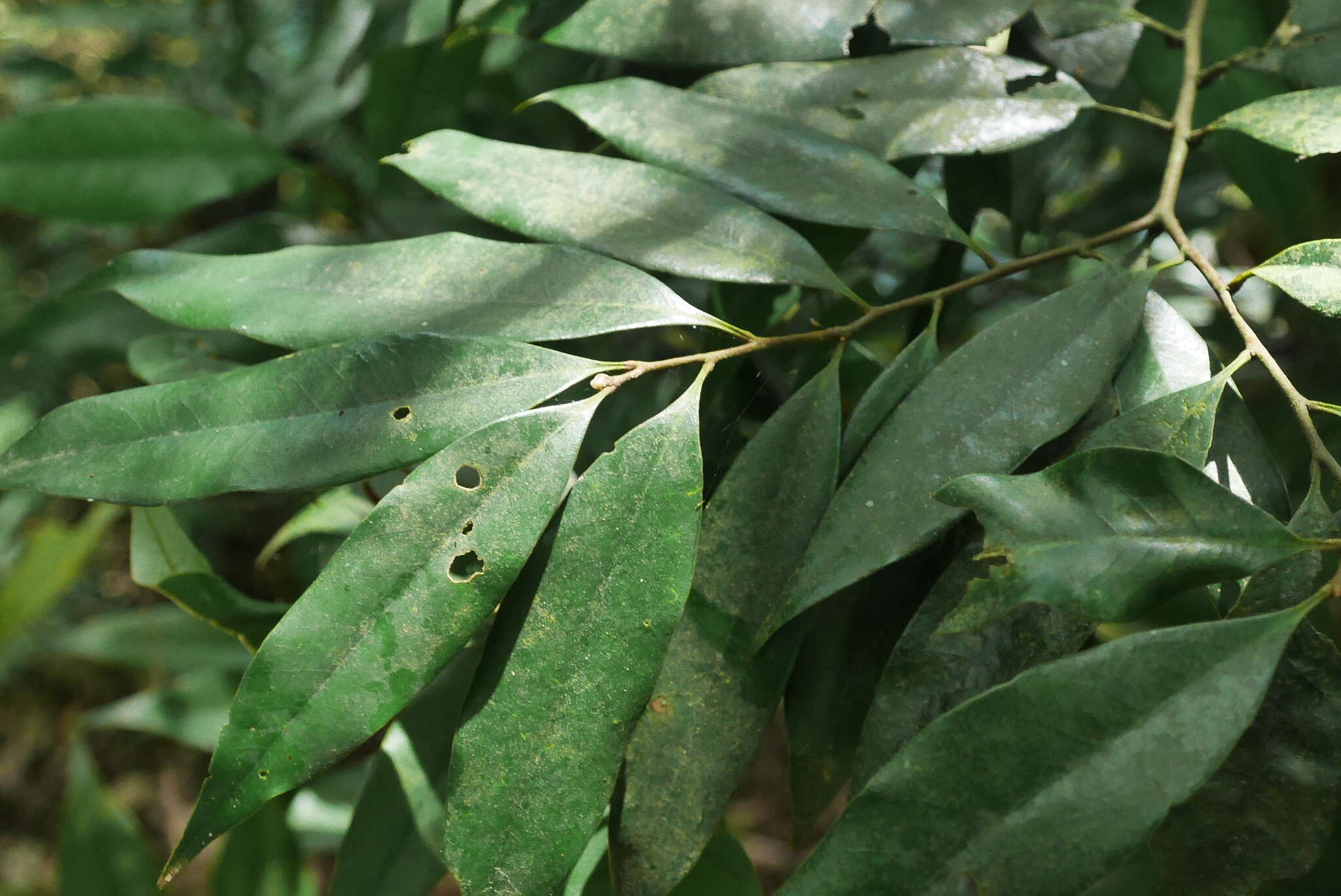 Image of Castanopsis fargesii Franch.