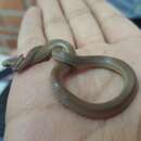 Image of Peters' Black-headed Snake