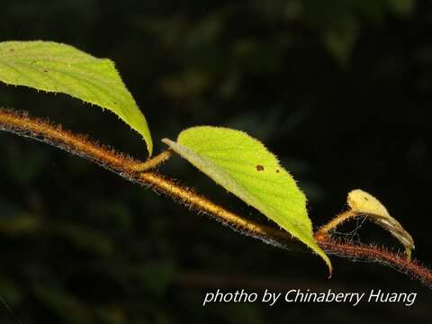 Imagem de Actinidia chinensis var. setosa H. L. Li