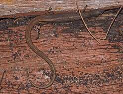 Image of Southern Weasel Skink