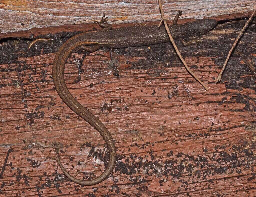 Image of Southern Weasel Skink