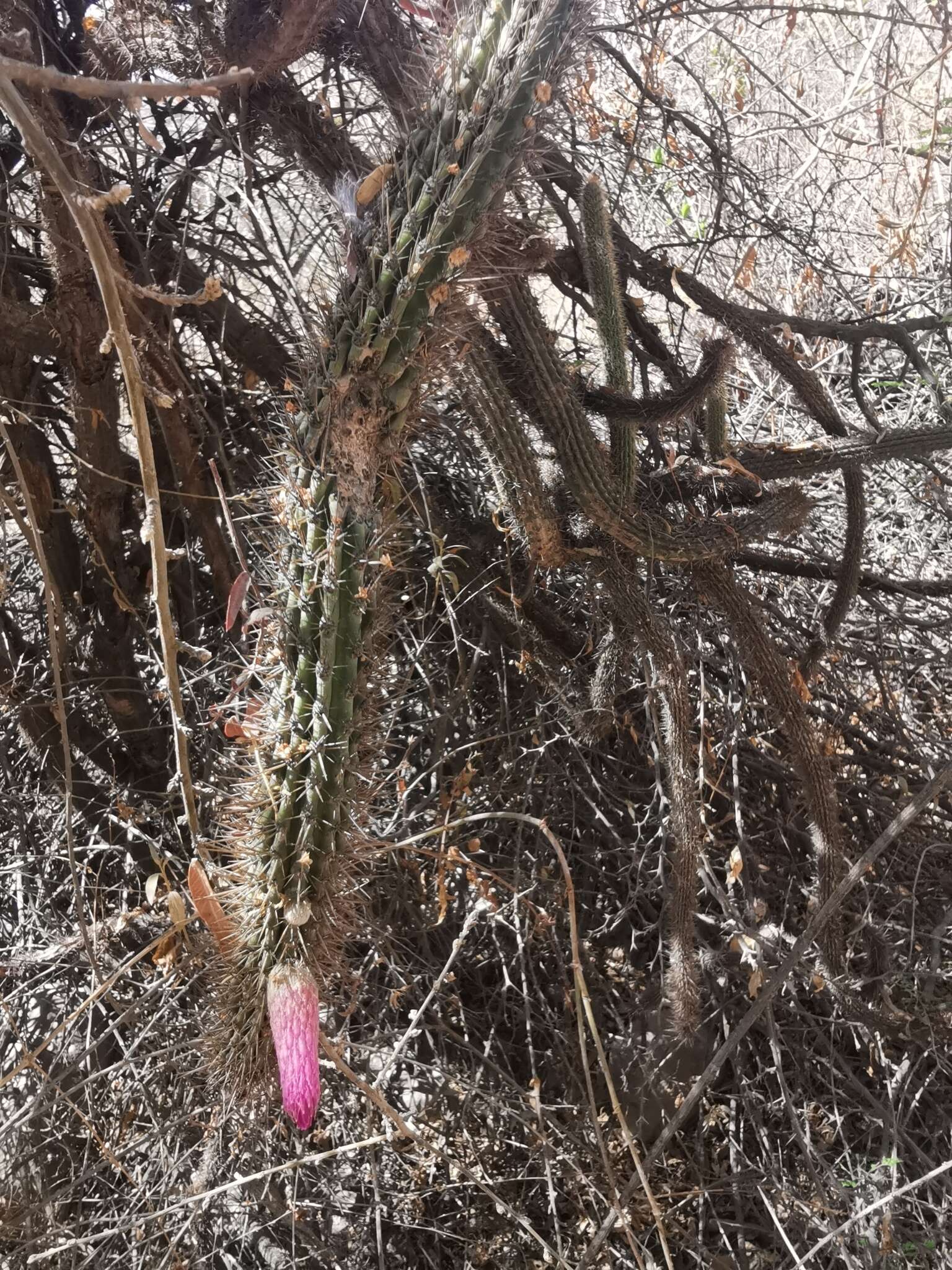 Plancia ëd Cleistocactus parviflorus (K. Schum.) Rol.-Goss.