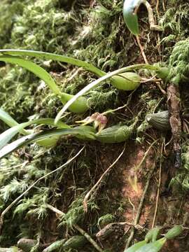 Bulbophyllum japonicum (Makino) Makino的圖片