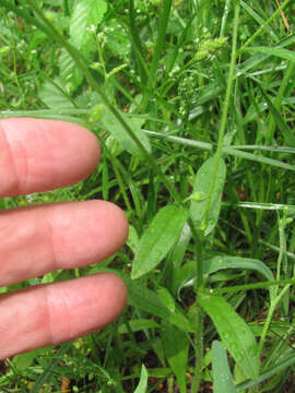 Imagem de Myosotis macrosperma Engelm.