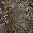 Image of Cleistochloa subjuncea C. E. Hubb.