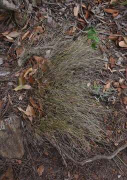 Image of Cleistochloa subjuncea C. E. Hubb.