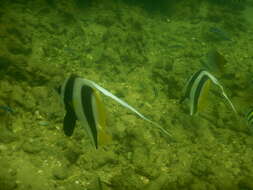 Image of Bannerfish