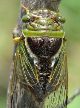 Слика од Fidicinoides vinula (Stal 1854)