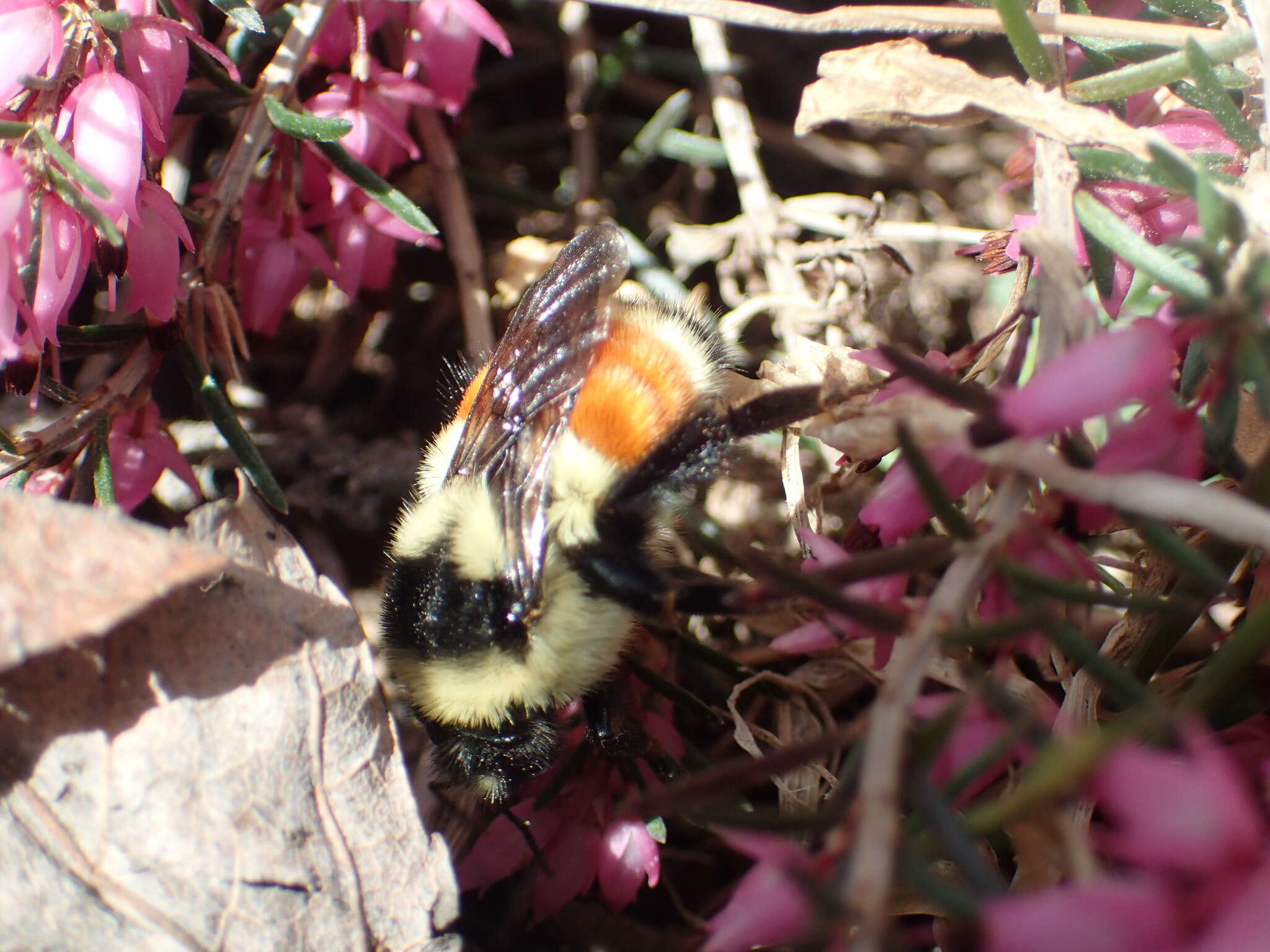 Image of Tricolored Bumble Bee