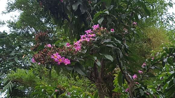 Image of Rose Cactus