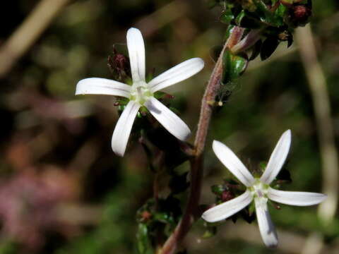 Wahlenbergia tenella (L. fil.) Lammers resmi