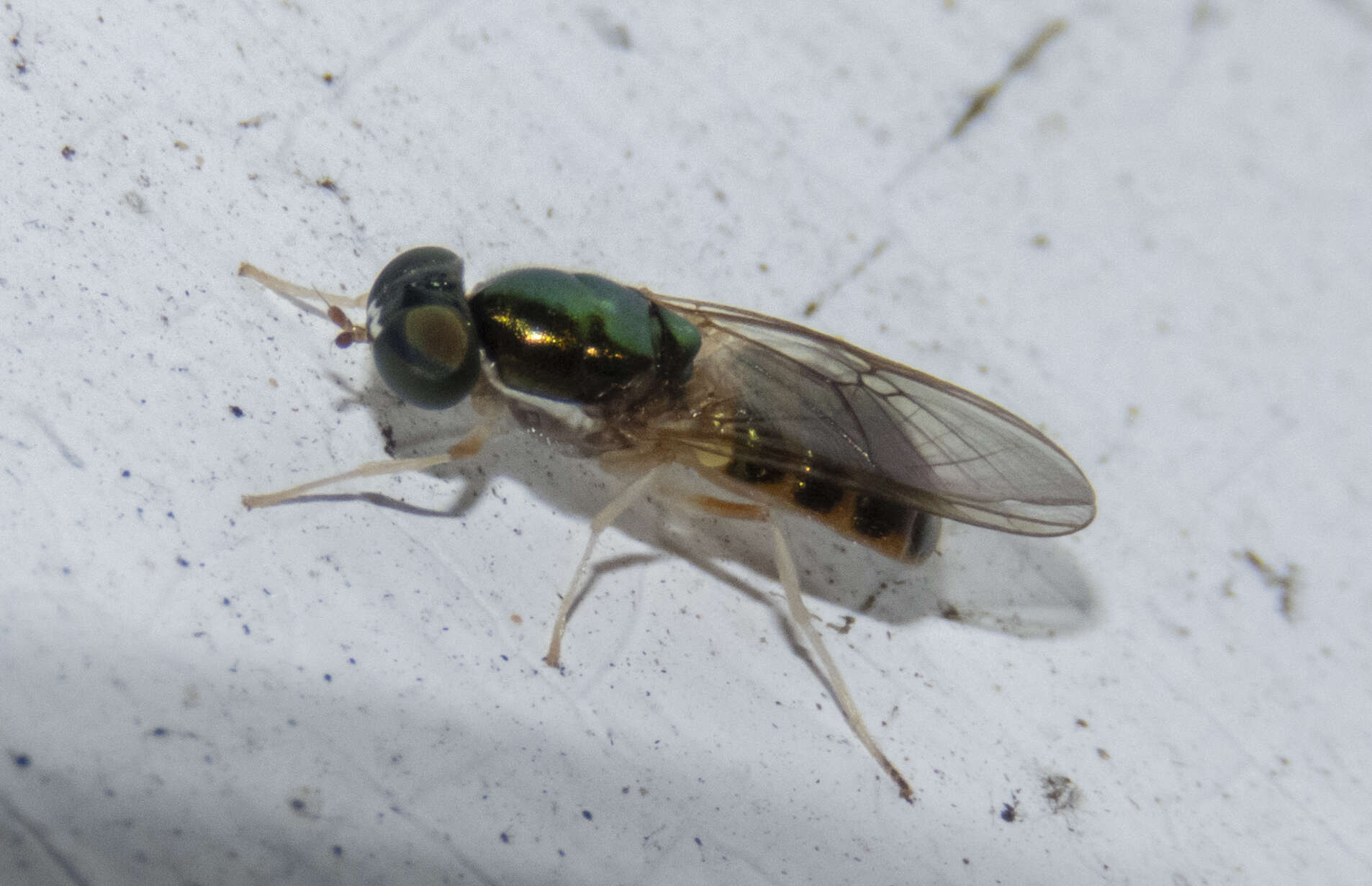 Image of Cephalochrysa canadensis (Curran 1927)