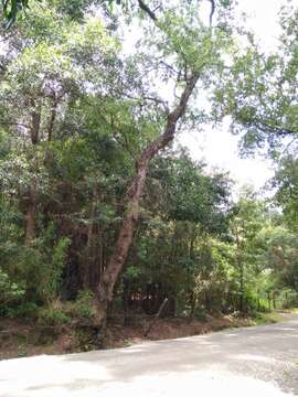 Image de Nothofagus obliqua (Mirb.) Oerst.