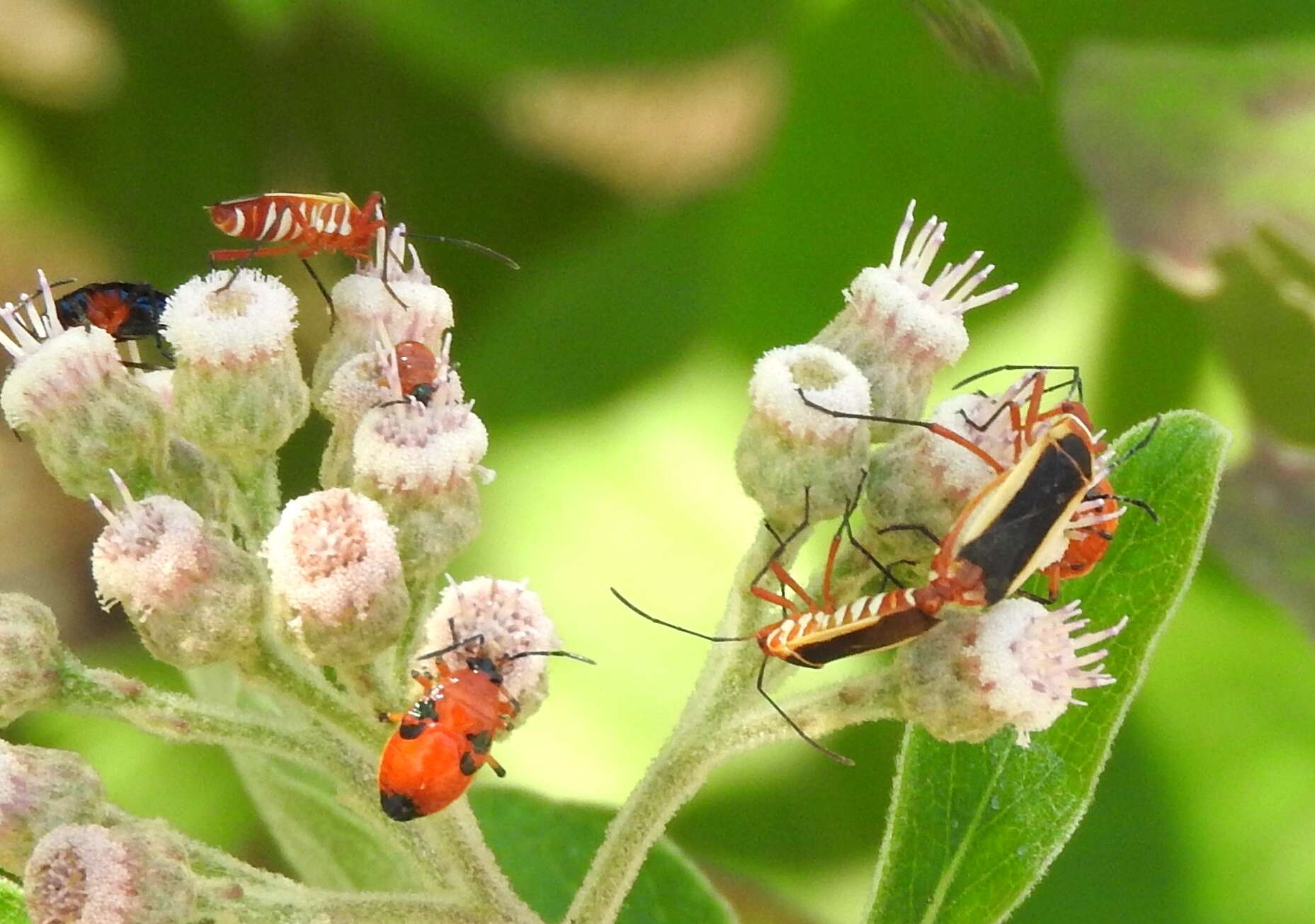 Imagem de Dysdercus (Dysdercus) obscuratus Distant 1883