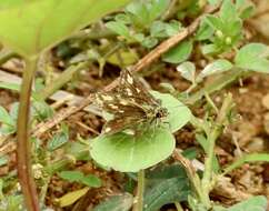 Image of Bush Hopper