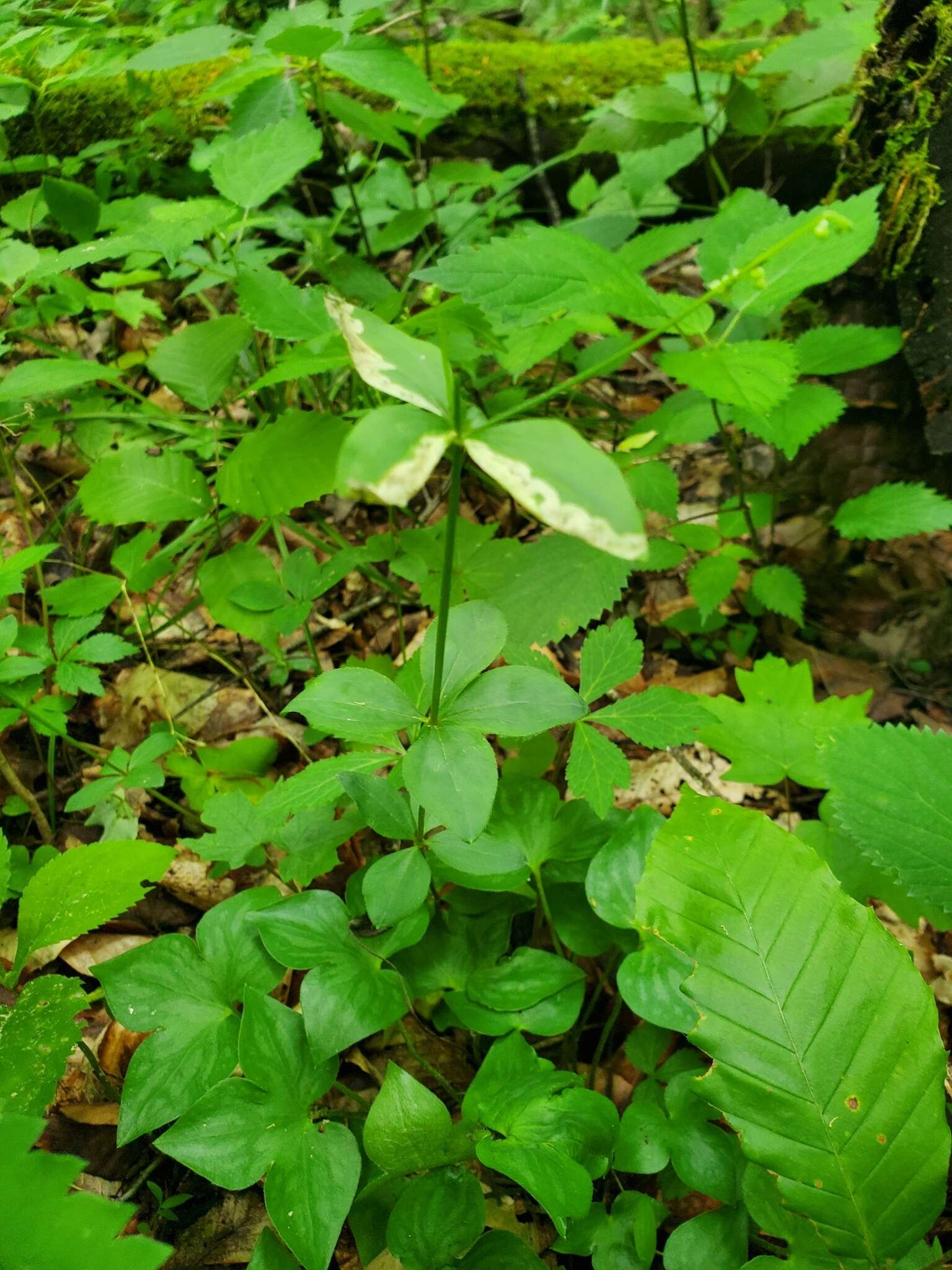 Image of Liriomyza galiivora Spencer 1969