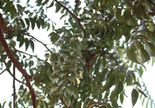 Image of redcedar